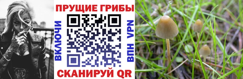 сайты даркнета клад  Новоаннинский  Галлюциногенные грибы Psilocybine cubensis  ОМГ ОМГ зеркало 